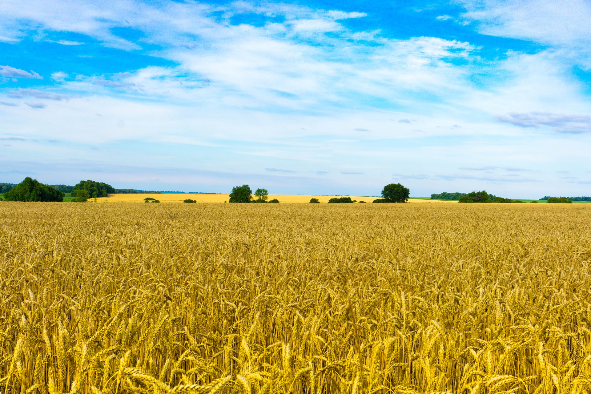 Congratulations on Independence Day of Ukraine!